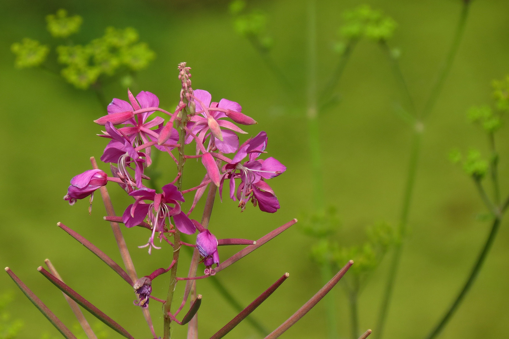 Weidenröschen Foto & Bild | natur Bilder auf fotocommunity