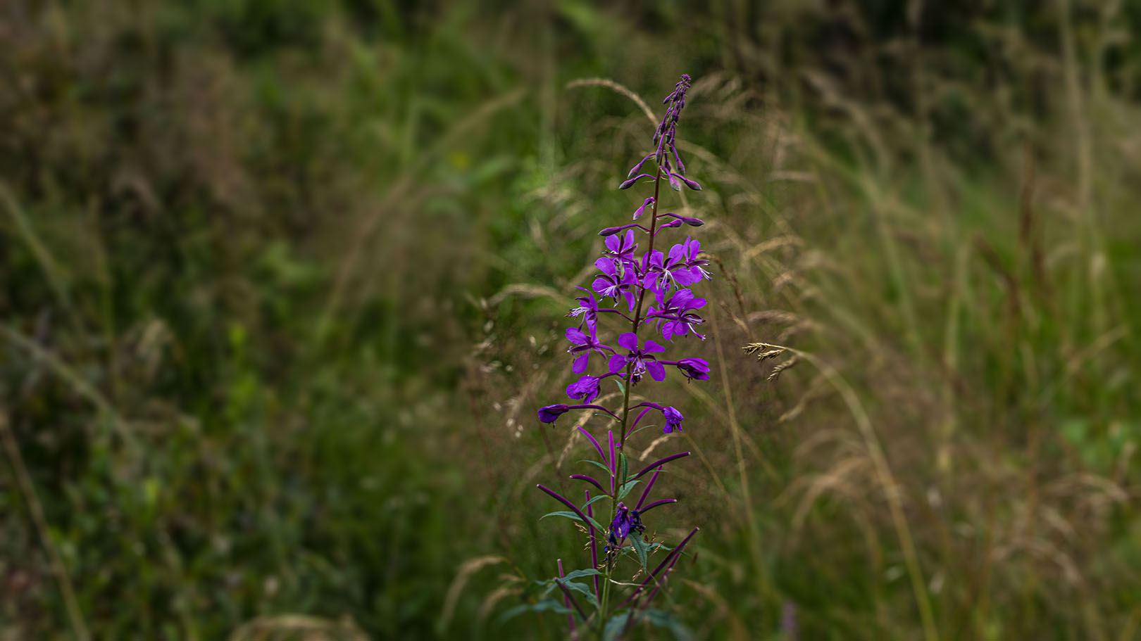 Weidenröschen (Epilobium)