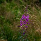 Weidenröschen (Epilobium)