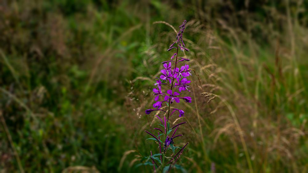 Weidenröschen (Epilobium)