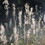 Weidenröschen im Herbst