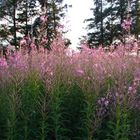 Weidenröschen im Sommer