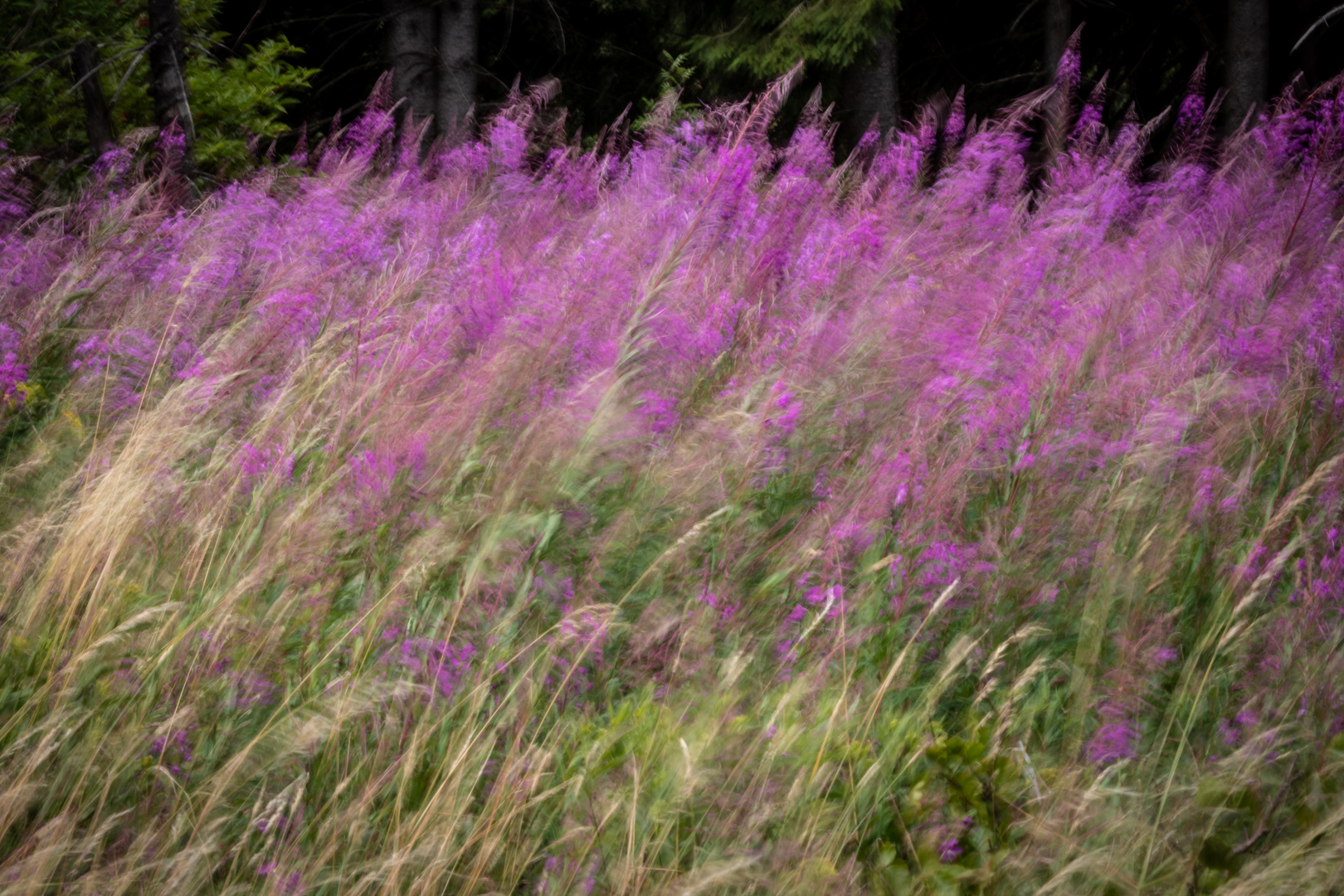 Weidenröschen im Wind