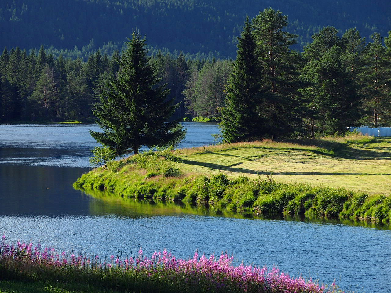 Weidenröschen mit Flusslandschaft