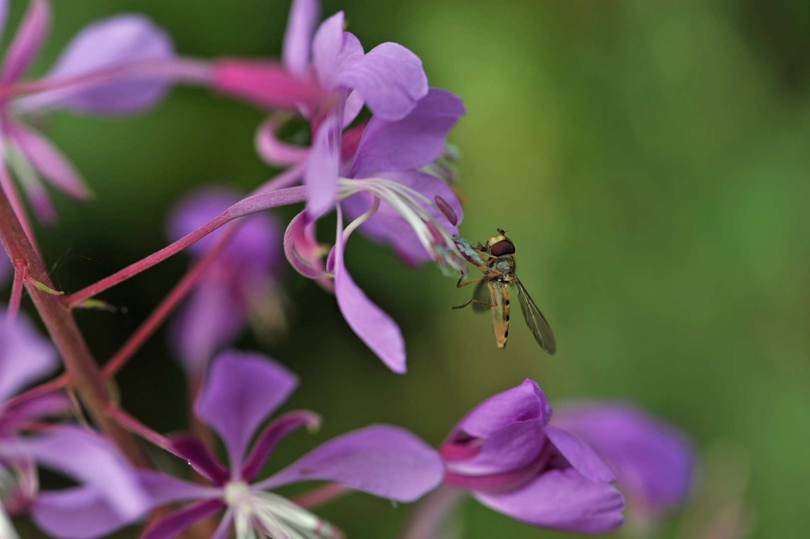 Weidenröschen mit Schwebfliege