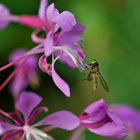 Weidenröschen mit Schwebfliege