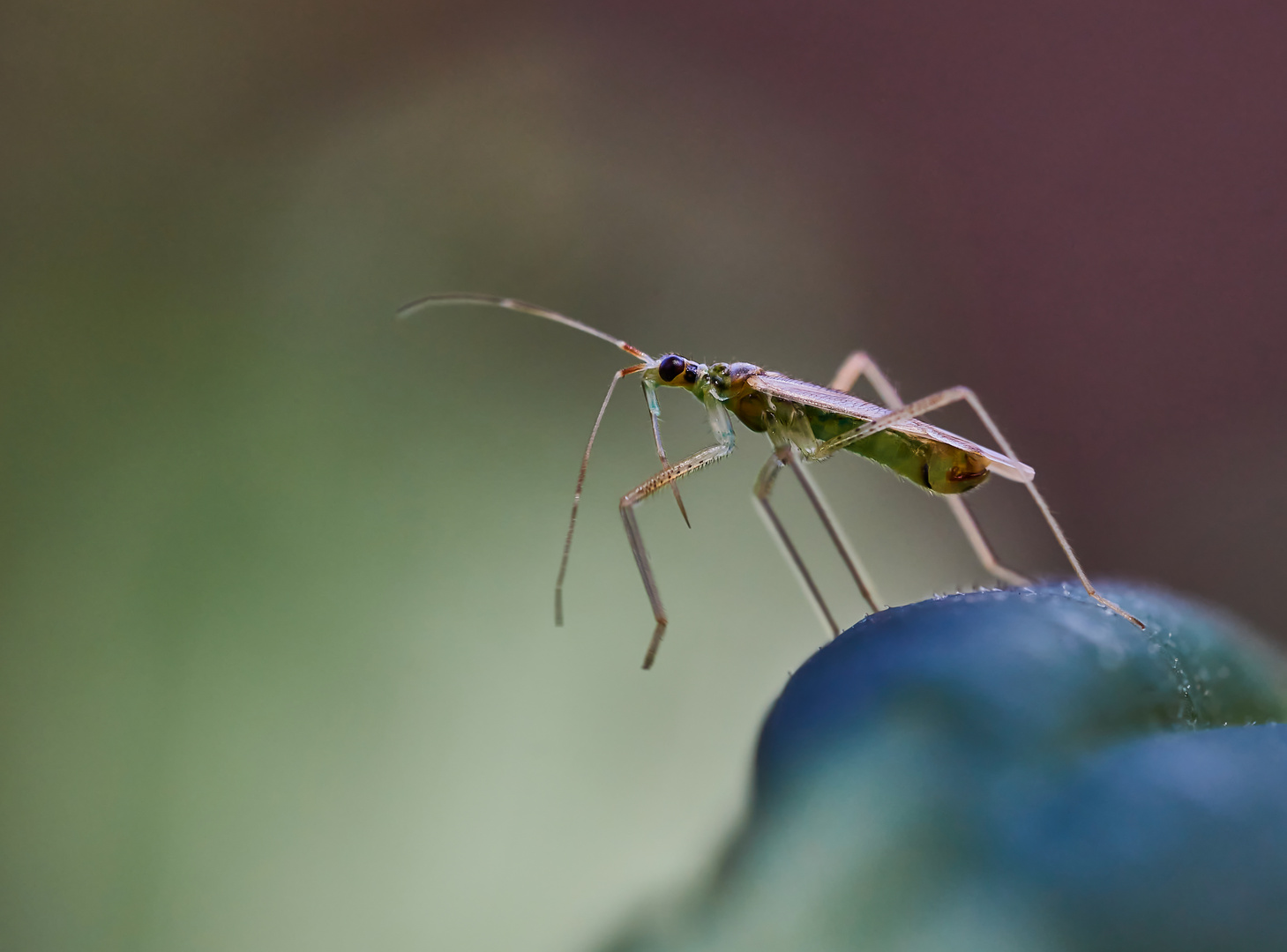 Weidenröschen Weichwanze (Dicyphus epilobii)