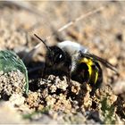 Weidensandbiene (Andrena vaga)