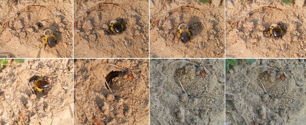 Weidensandbiene (Andrena vaga) beim Nestbau - Collage