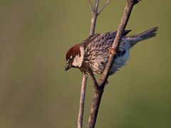 Weidensperling / Spanish sparrow