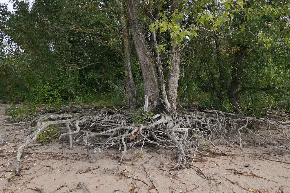 Weidenwurzeln: Wo sonst (meist) der Rhein war