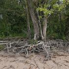 Weidenwurzeln: Wo sonst (meist) der Rhein war