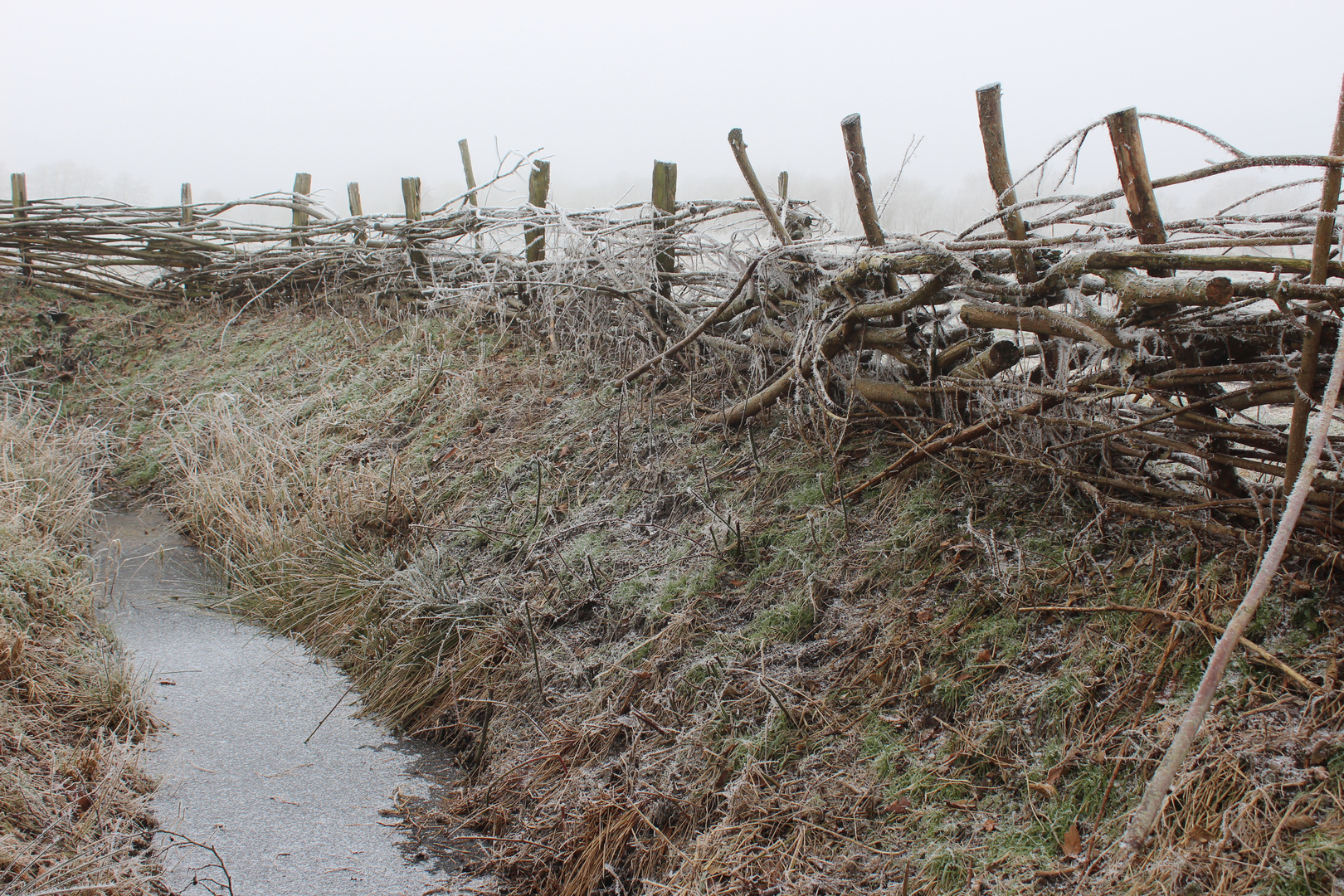 Weidenzaun im Winter