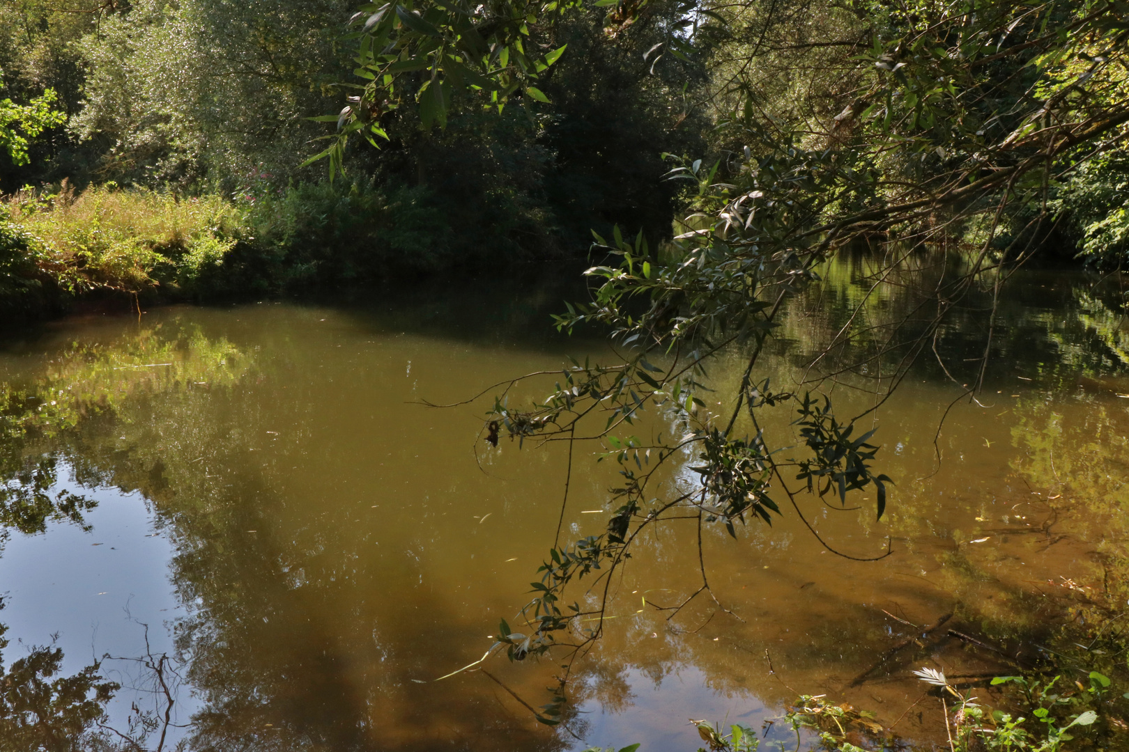 Weidenzweige überm Wasser