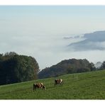 Weideplatz mit Aussicht