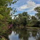 Weiderich am Flussufer