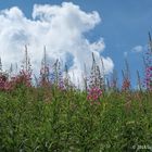 Weideroeschen