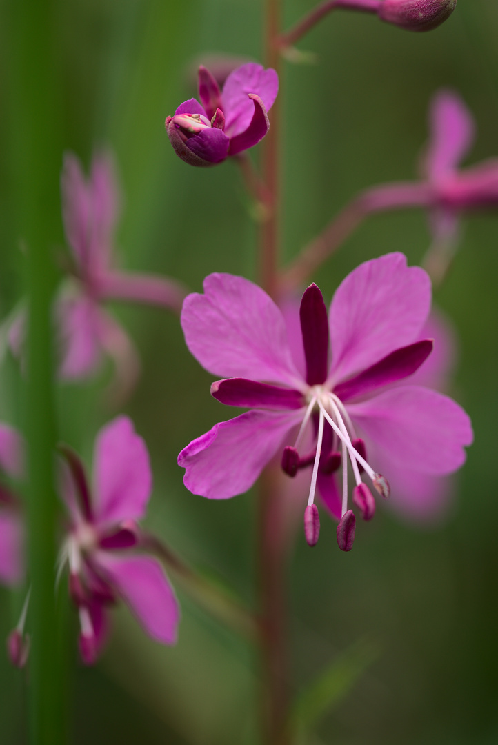 Weideröschenblüte