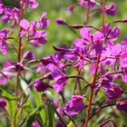 Weideröslein (Fireweed)