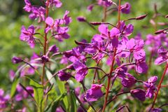 Weideröslein (Fireweed)