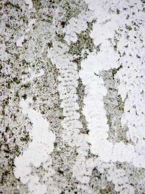 Weidespur einer Schnecke auf der veralgten Garagentür