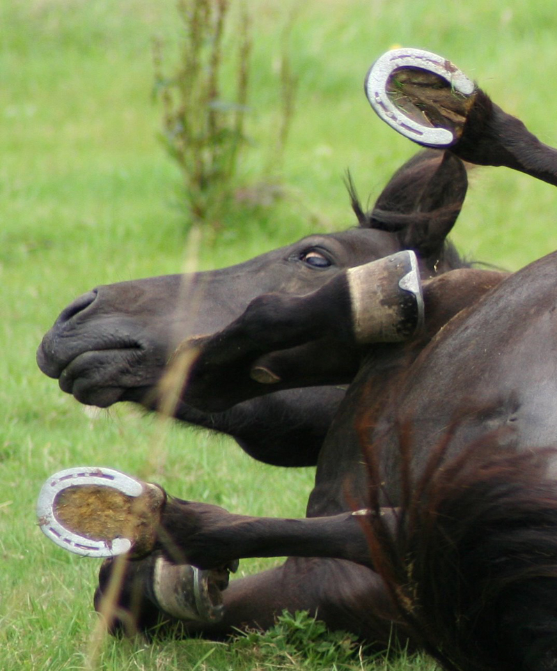 Weidevergnügen