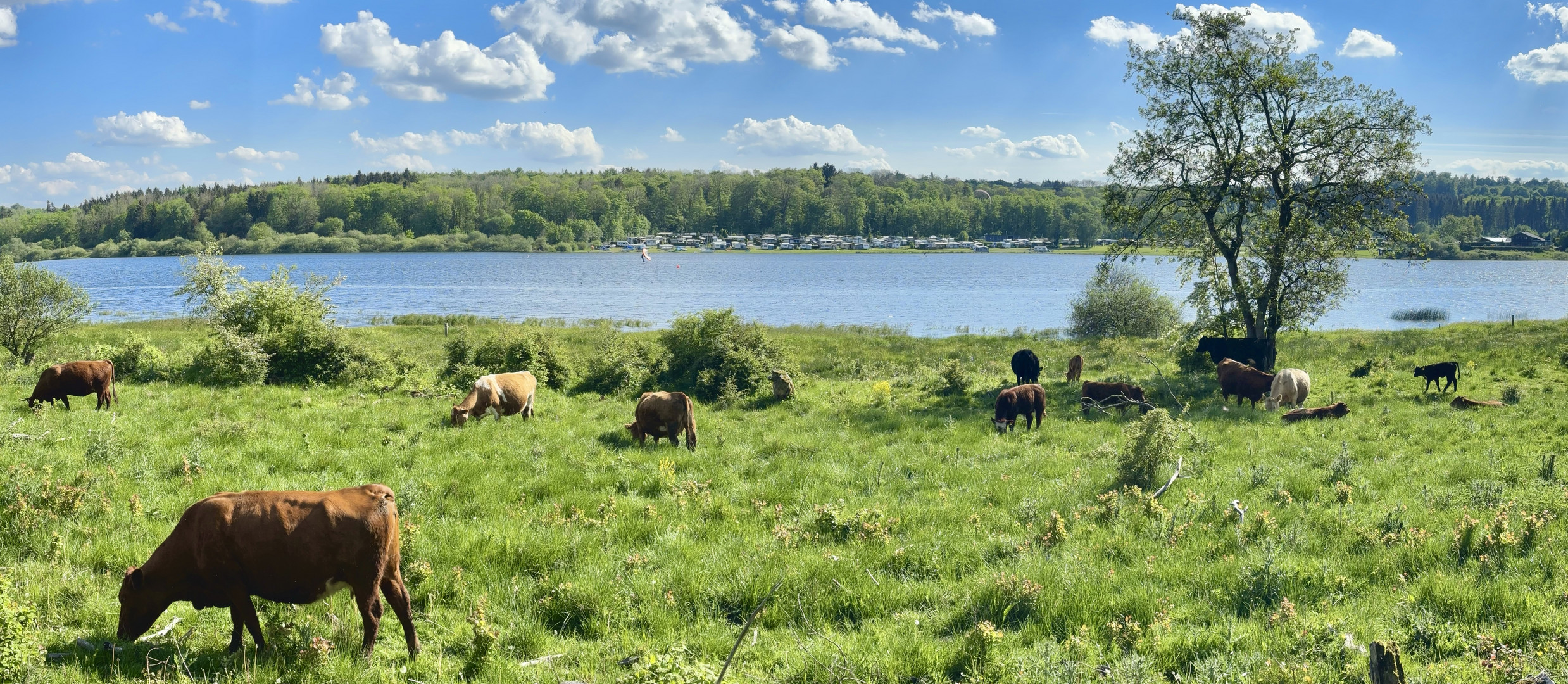 Weidevieh an der Krombach Talsperre im WW 