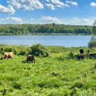 Weidevieh an der Krombach Talsperre im WW 