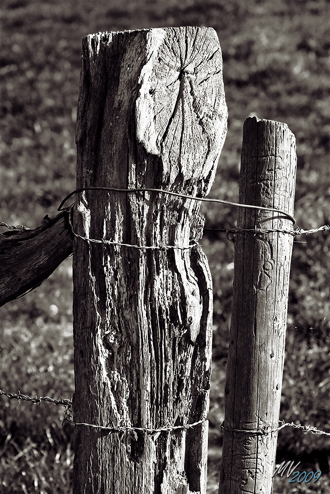 Weidezaun im Aschener Moor II