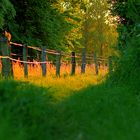 Weidezaun im Sonnenschein