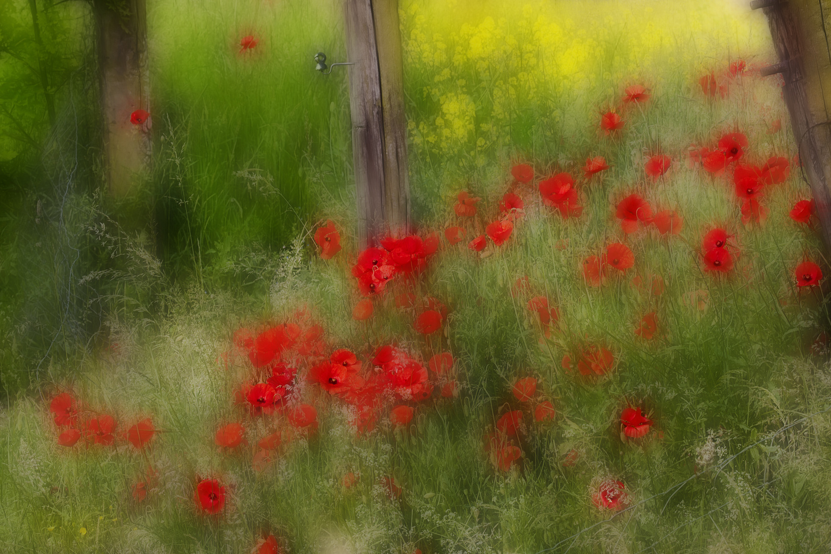 Weidezaun mit Mohnblumen und Rapsblüten