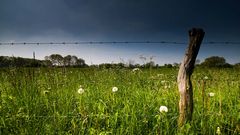 "Weidezaun und Löwenzahn"