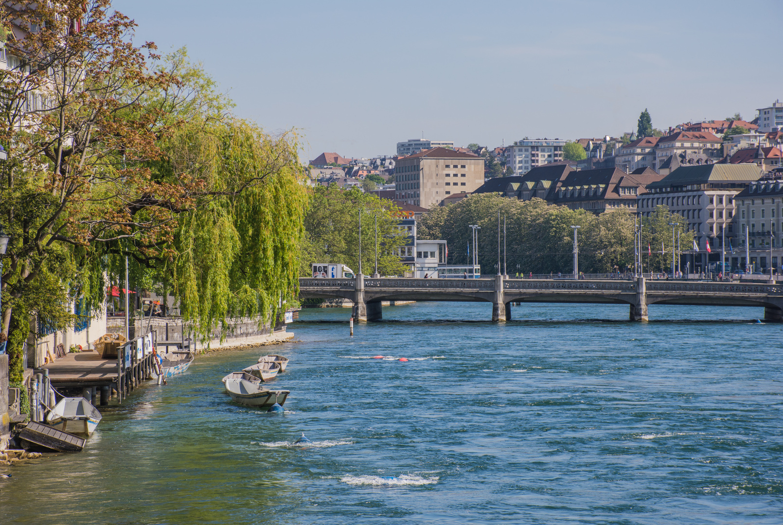  Weidlinge unter Trauerweiden