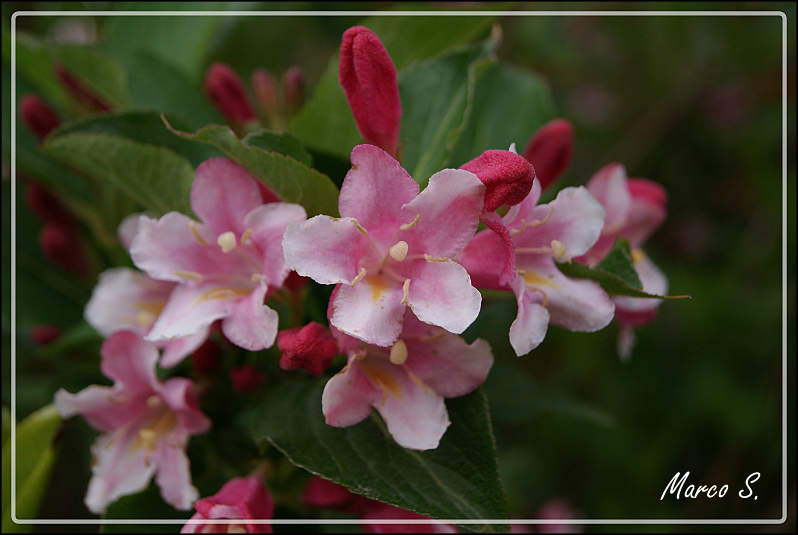 Weigela