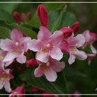 Weigela