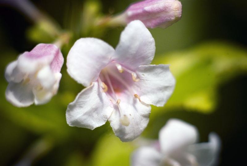 Weigela florida " Nana variegata"