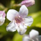 Weigela florida " Nana variegata"