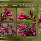 Weigelia