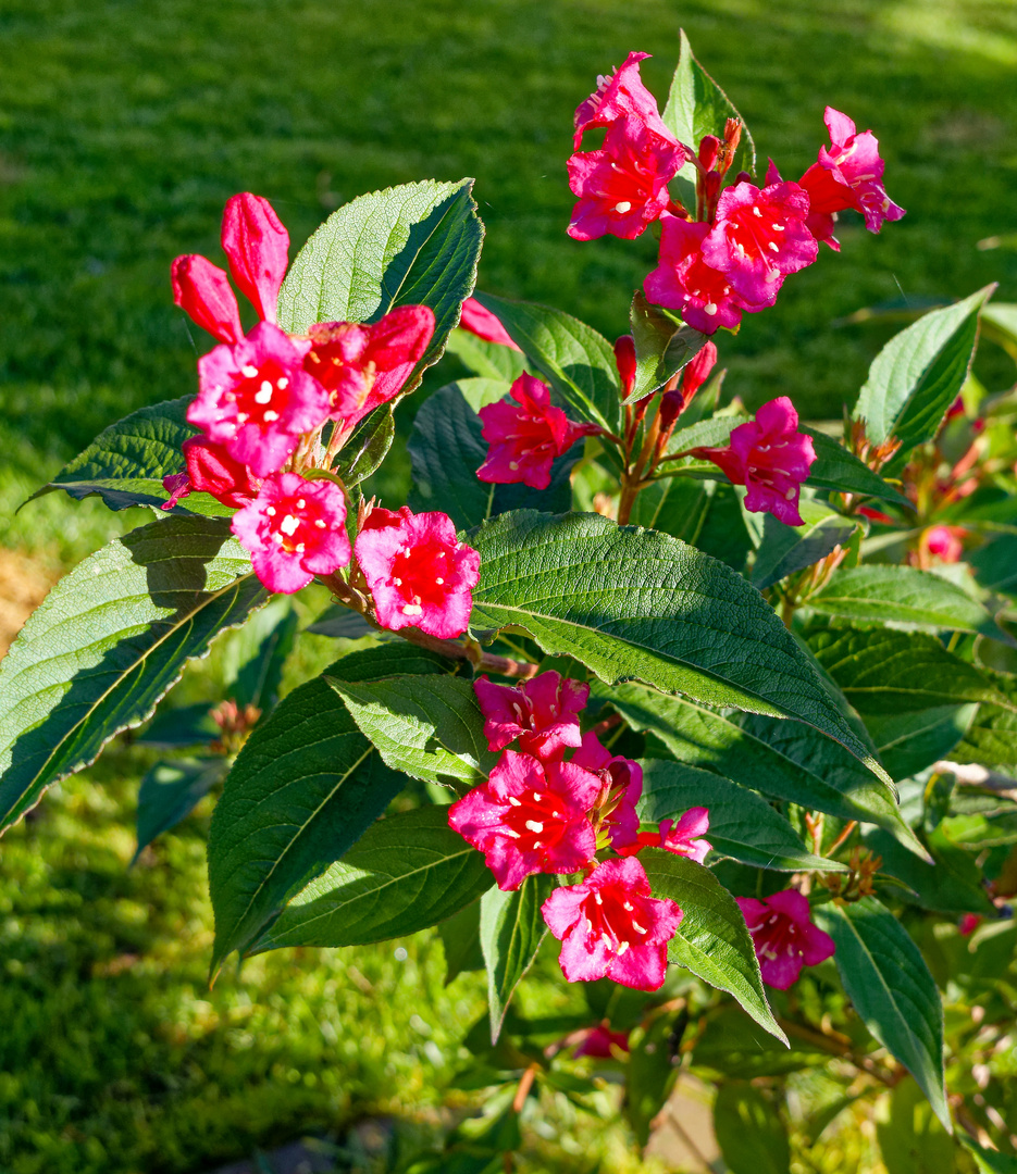 47+ Bilder Weigelie, Tatarischer hartriegel (cornus alba &#039;spaethii&#039;)