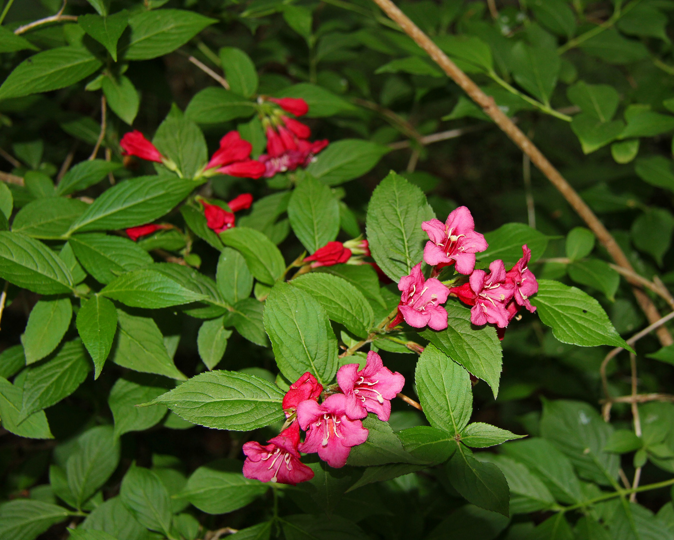 Weigelie Foto & Bild natur, pflanzen, blüten Bilder auf