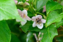 Weigelie mit Honigbiene in der Blüte