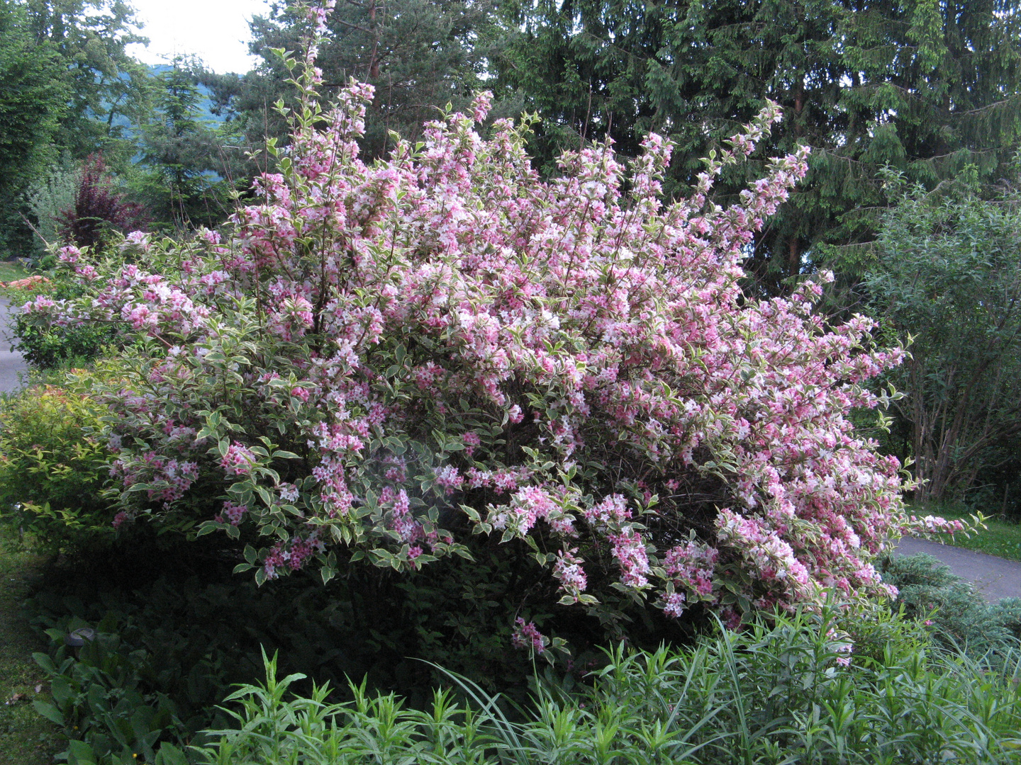 Weigelie zu Hause im Garten