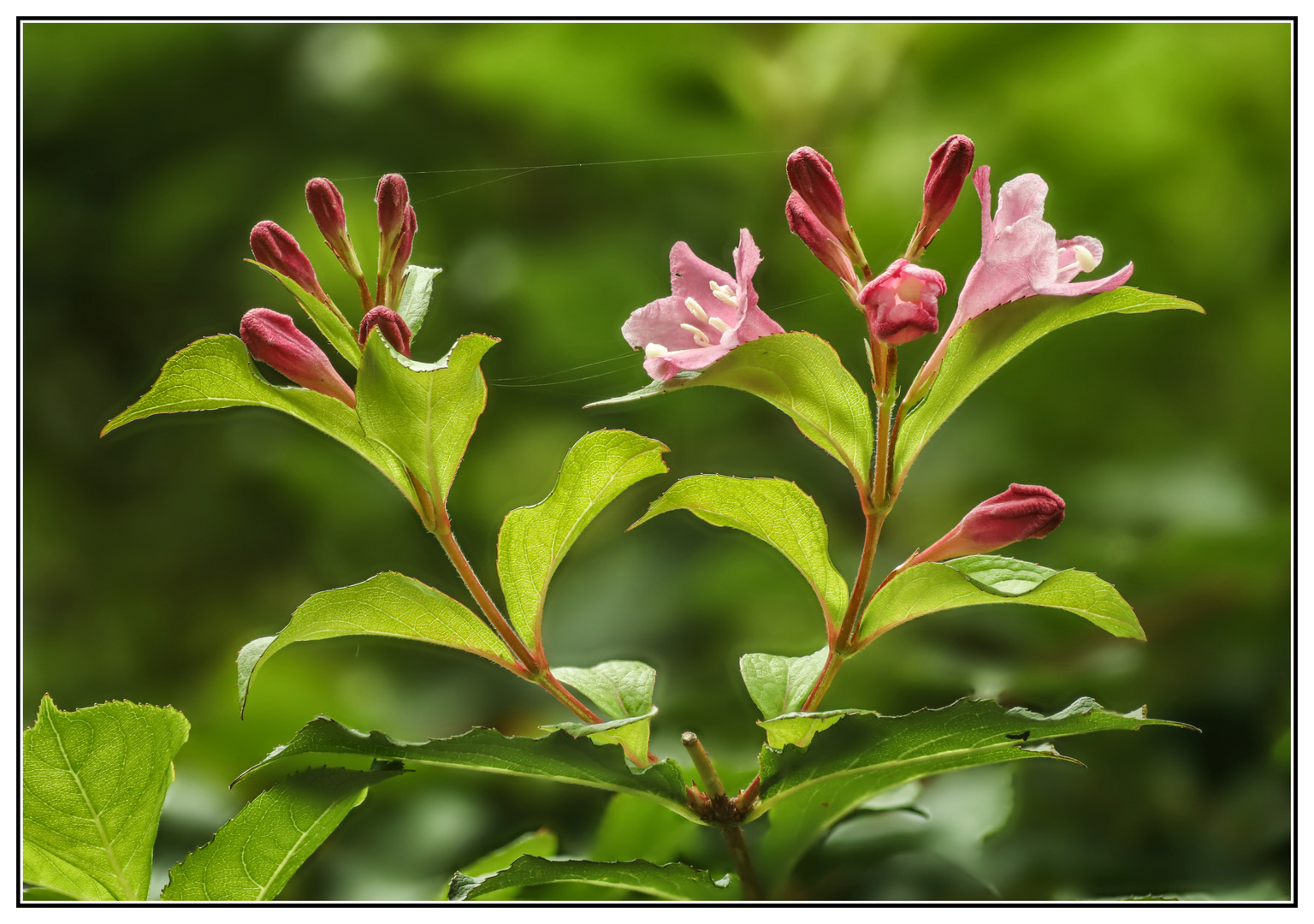 Weigelien Blüte 