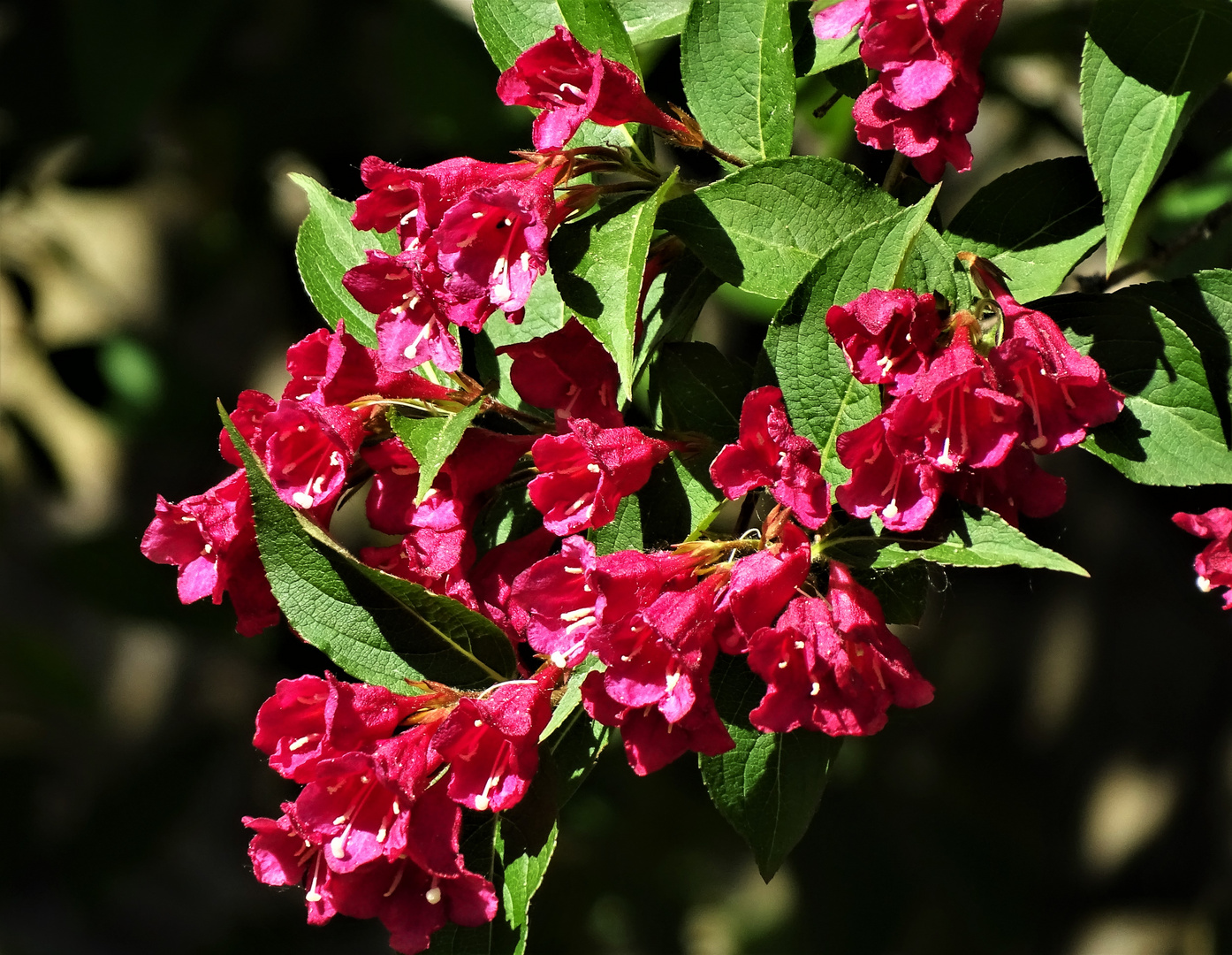 Weigelien (Weigela)