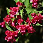 Weigelien (Weigela)