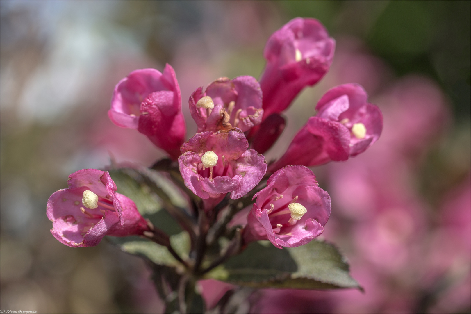 Weigelien Weigelia Foto & Bild makro, natur, rosa Bilder auf