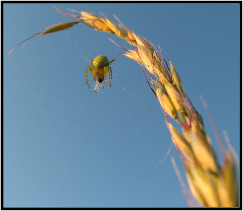 weightless spider