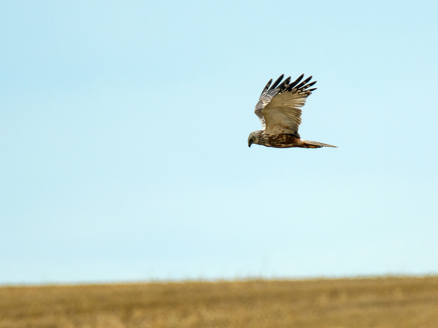 Weihe im Flug