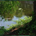 Weiher am Botanischen Garten, Bonn