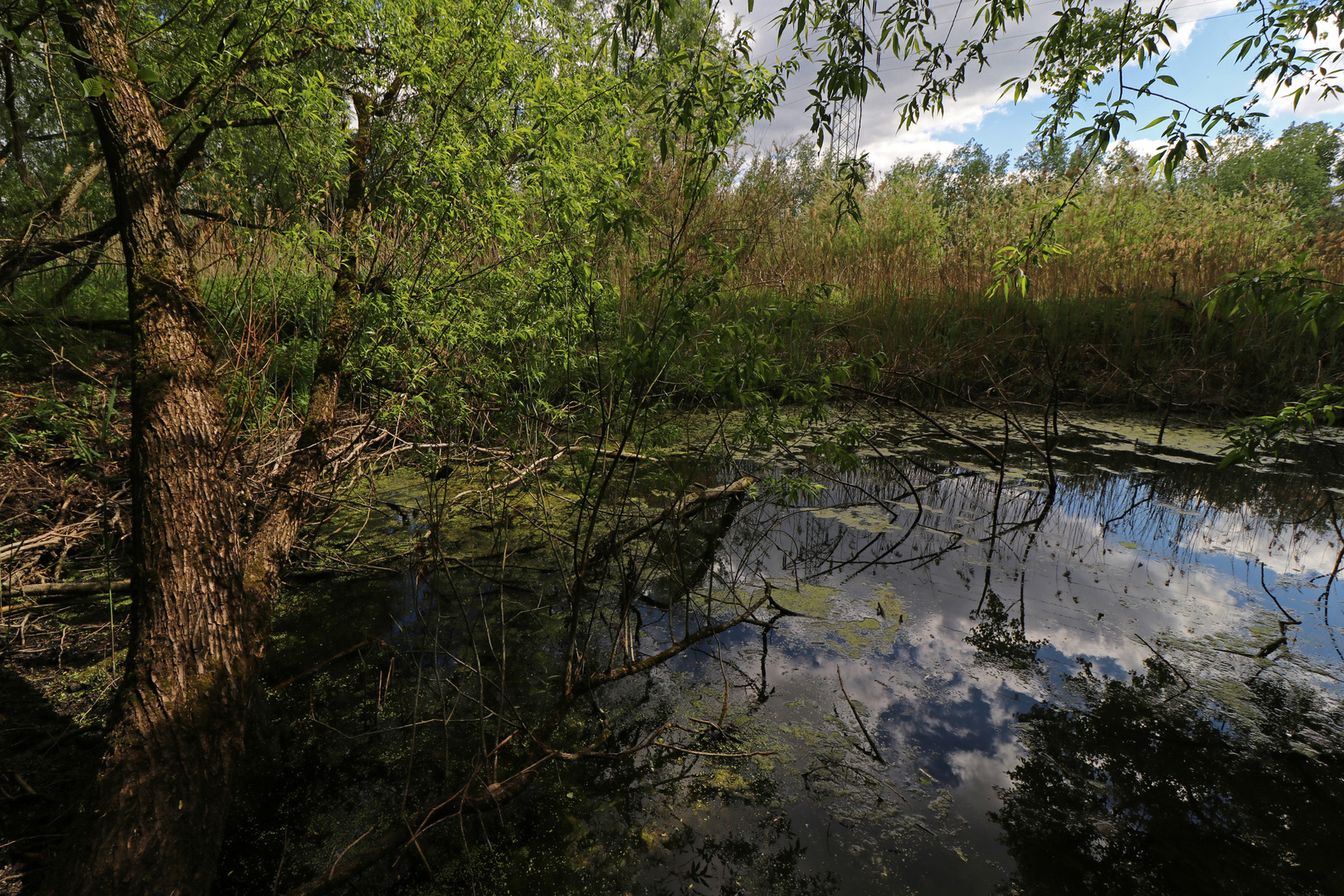 Weiher am Butterberg